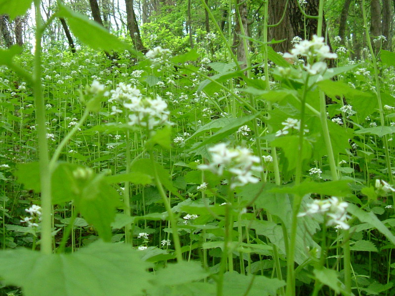 Alliaria petiolata / Alliaria comune